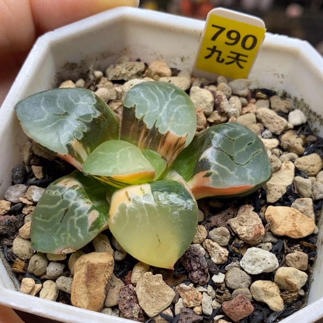 790号丸叶火凤凰克锦
