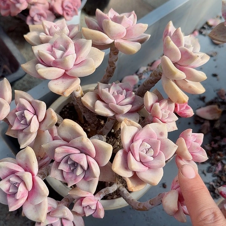 糖心紫乐多肉植物精品