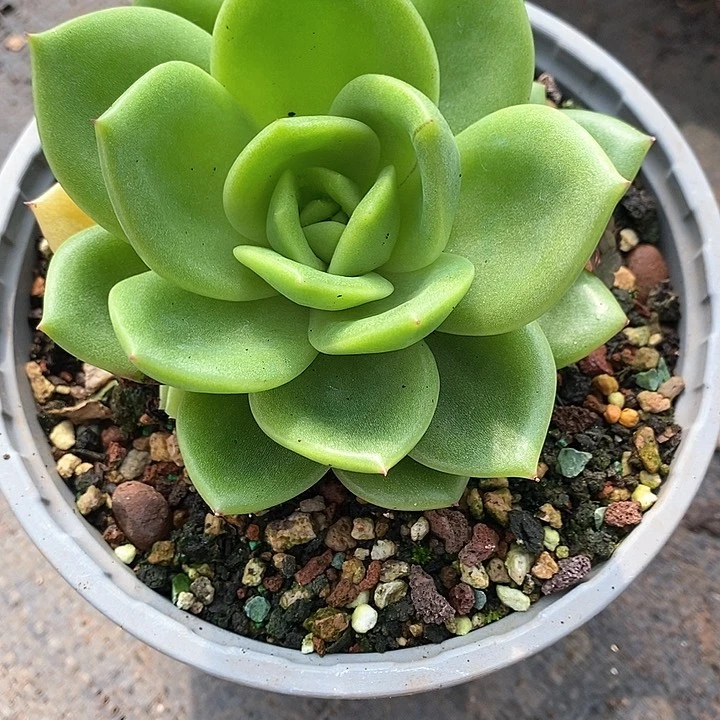 529———直播福利翠花