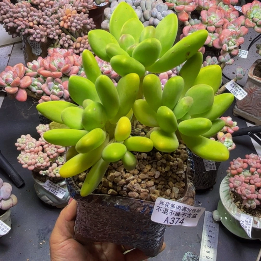 芒果奶酪364/12cm多肉