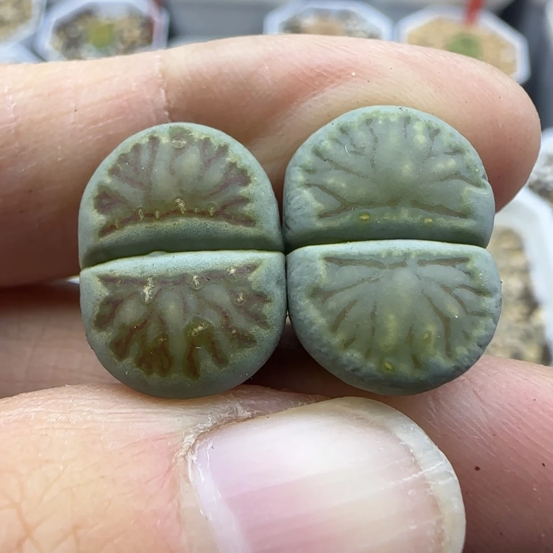 690透窗绿体菊清框福利30包邮