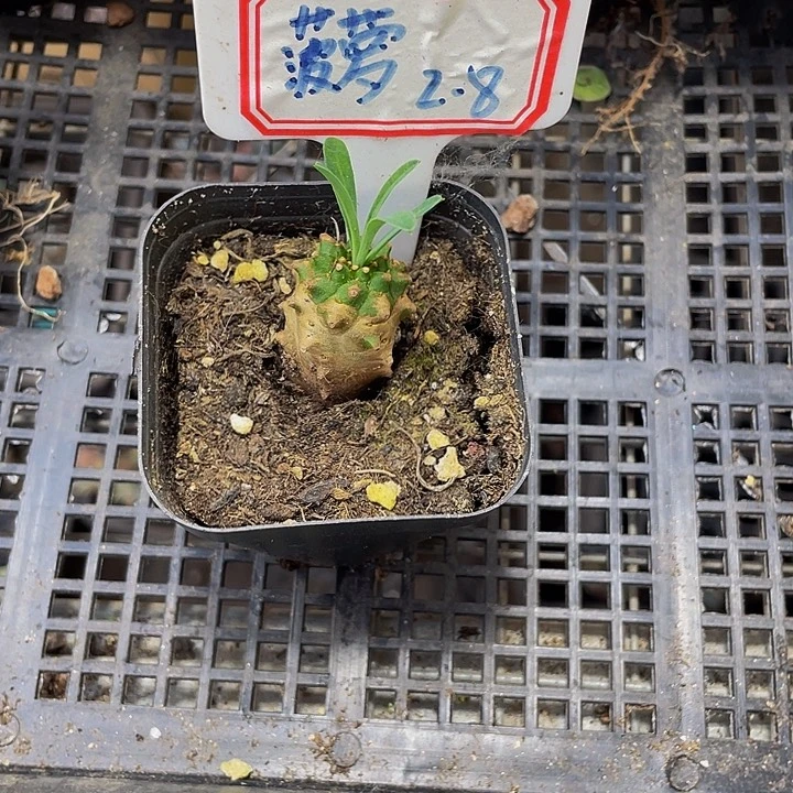 蟹*板小菠萝2.99带盆土