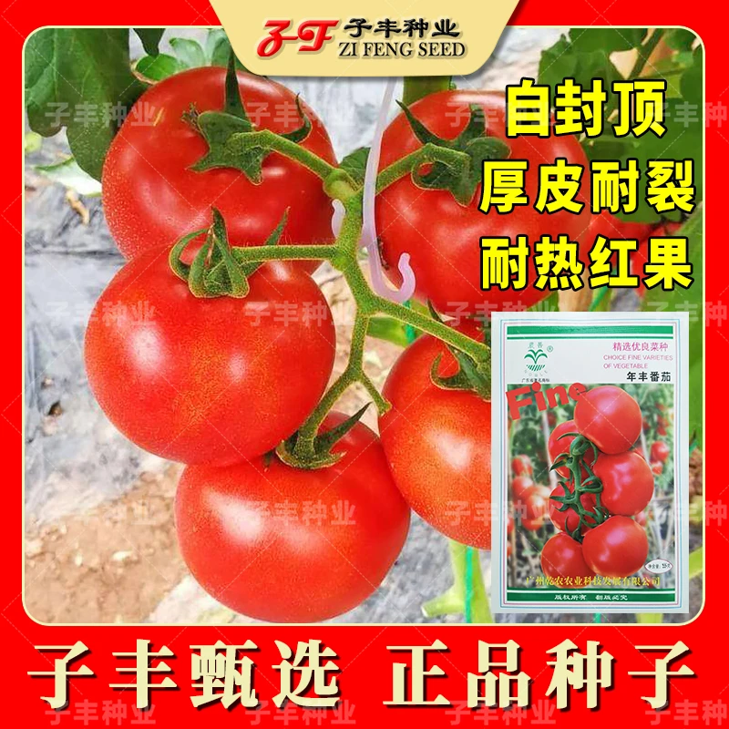 【不搭架】乾农年丰番茄种子5克夏季秋耐热耐裂红果小果西红柿籽