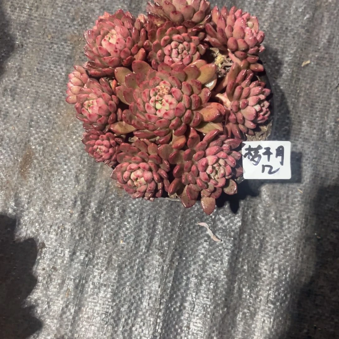 梦****}红宝石多肉植物