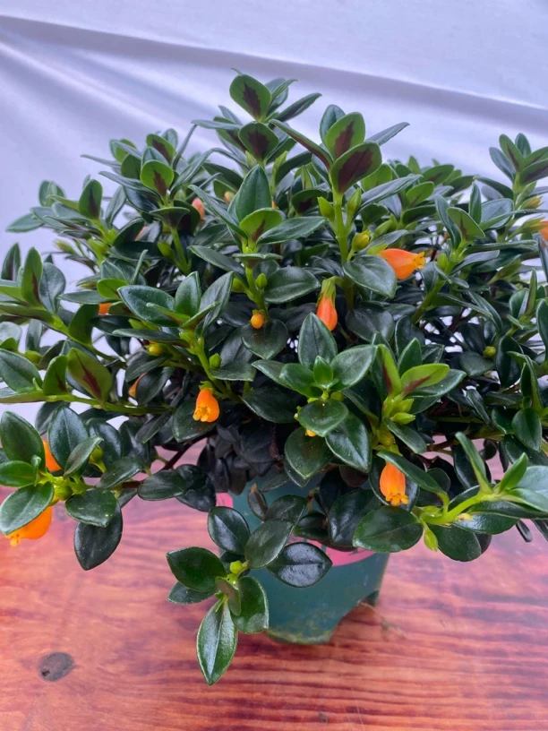 金鱼吊兰盆栽带盆室内绿植可除异味美观好养花卉