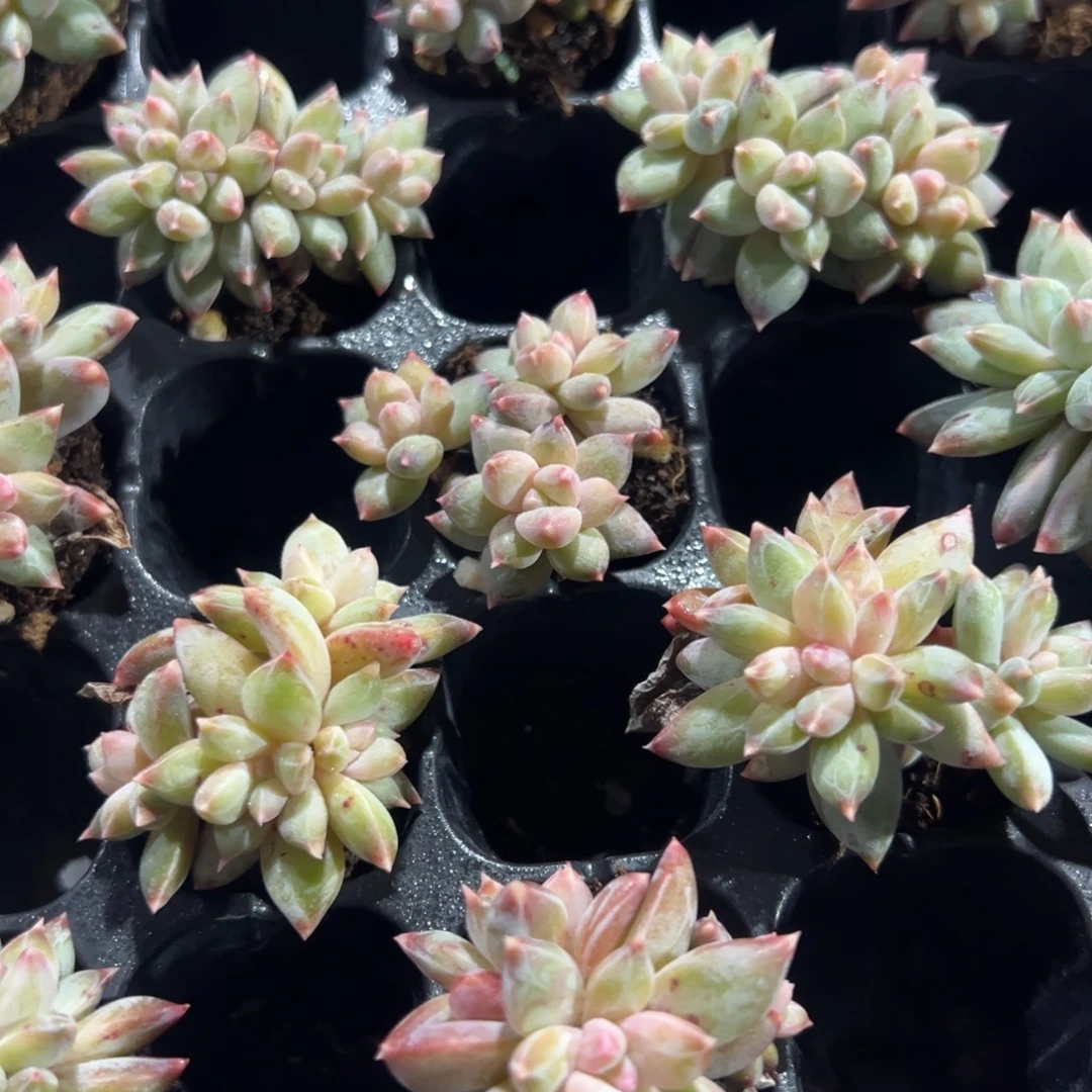 幻影美人小群到手1颗 大小4cm 量拍多肉满18包邮