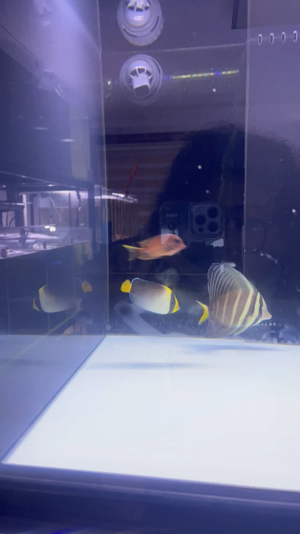 鹏鹏大叔专属海水鱼 食苔吊130 三角吊140