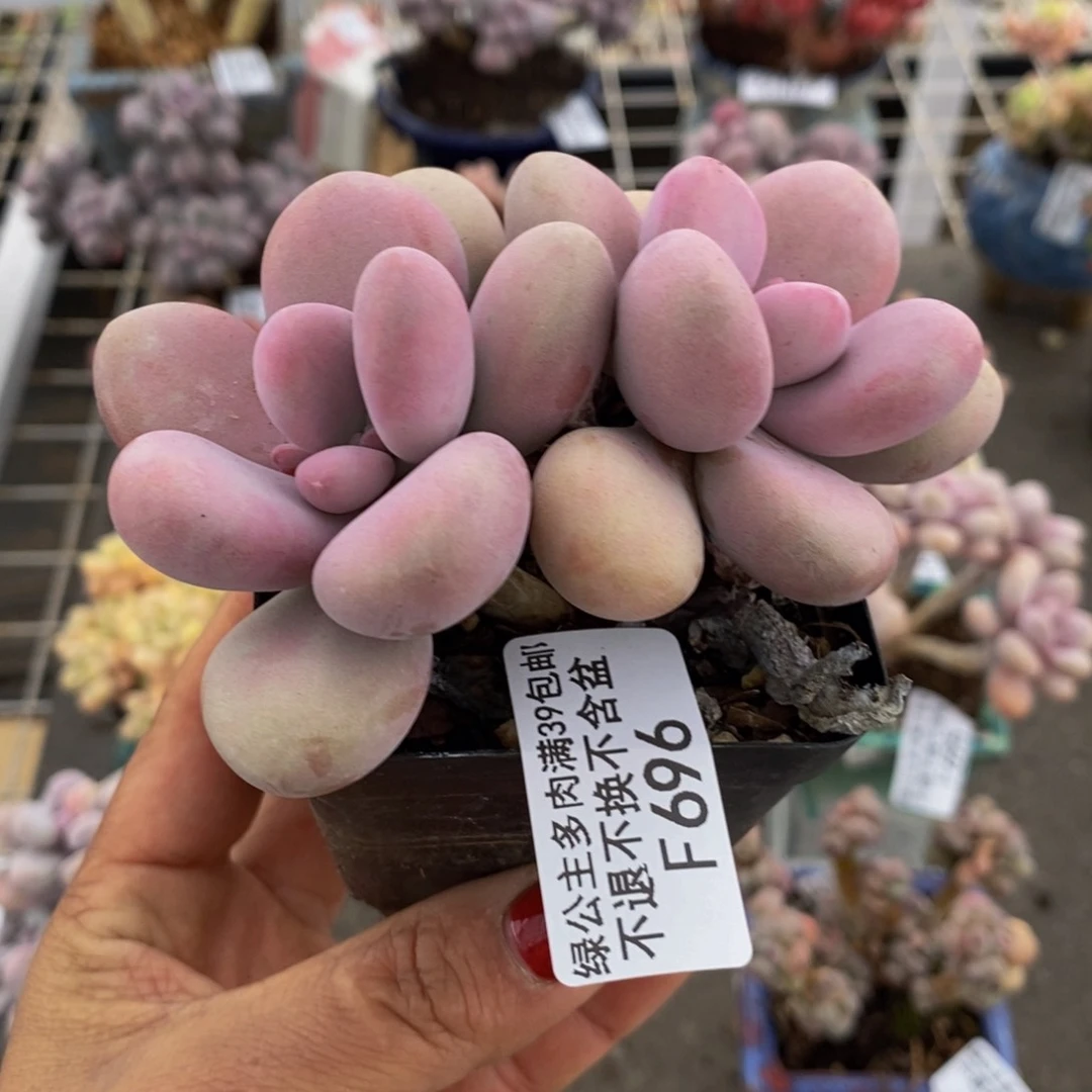 腰子桃蛋696/7c m