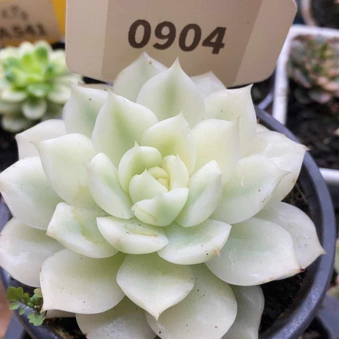 904海蓝哈哈哈哈哈哈哈