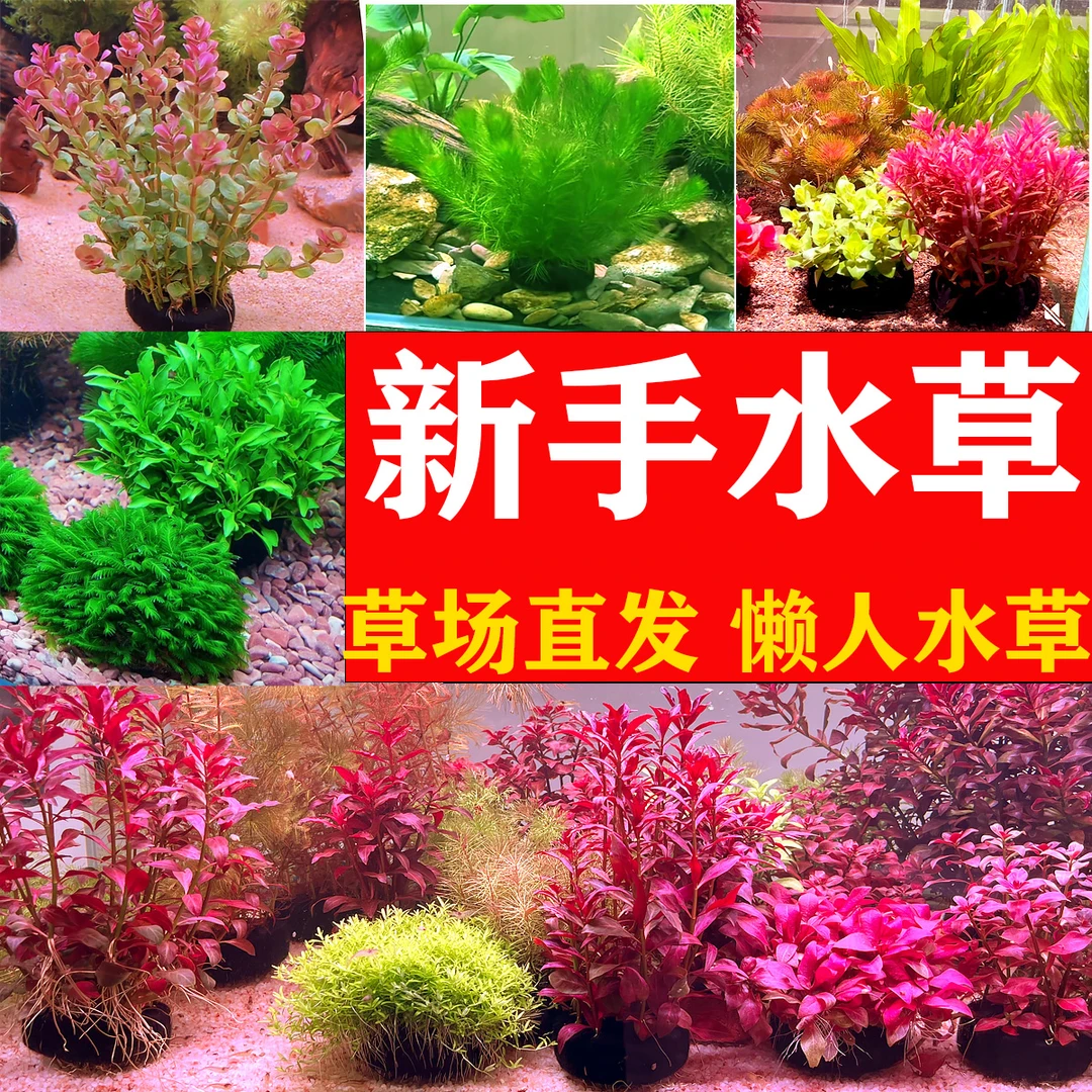 鱼缸造景水草懒人专用沉底植物净化水质入门水草新品大全