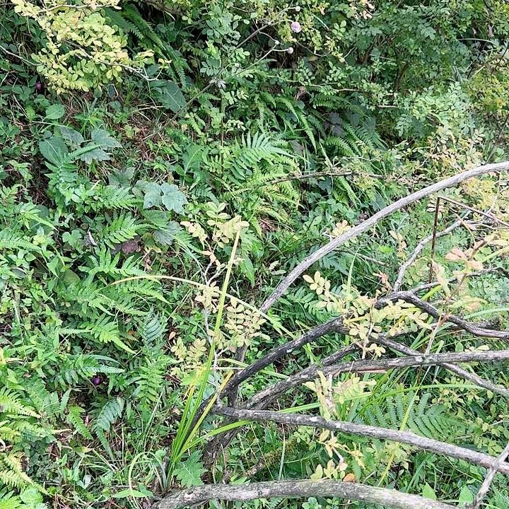 无花朵贵州深山里刺梨一棵