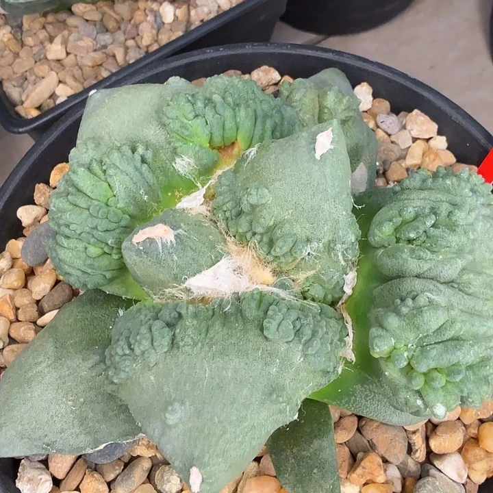 已经爆外星血的大型怒