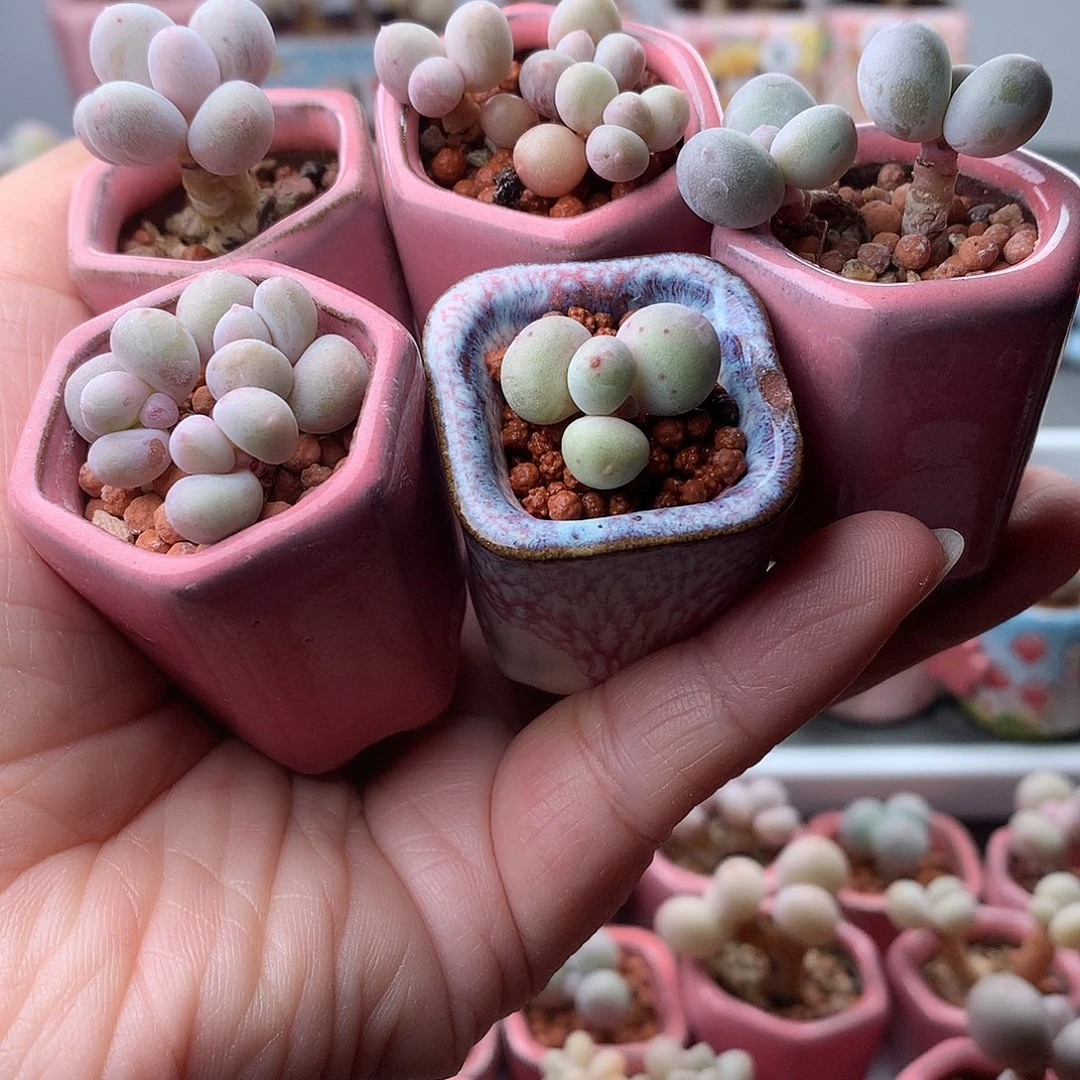 鸡蛋奶酪五盆带盆发货