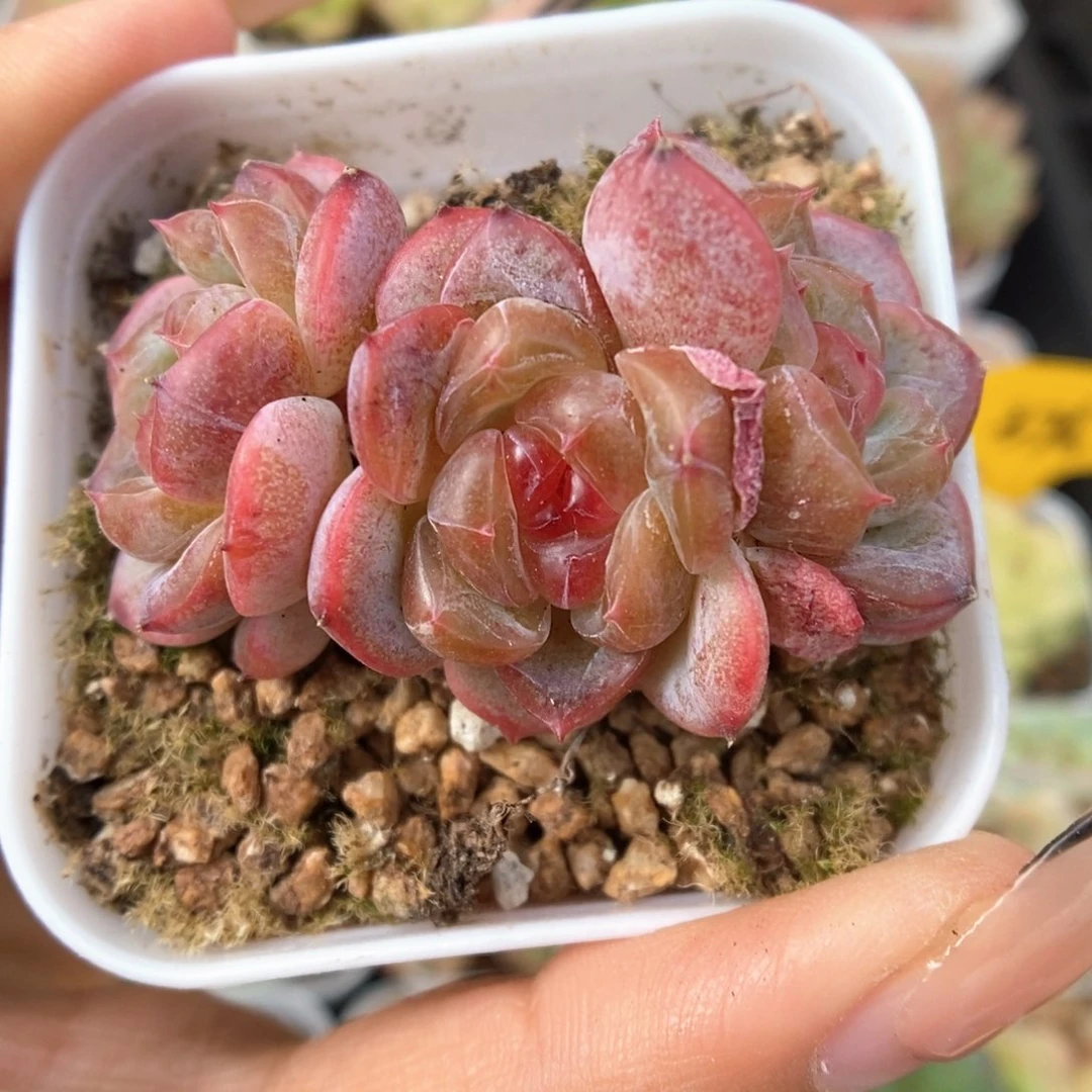 甜心e群生可拍521号。