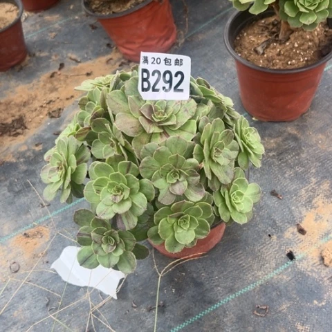 292花月夜不包断枝