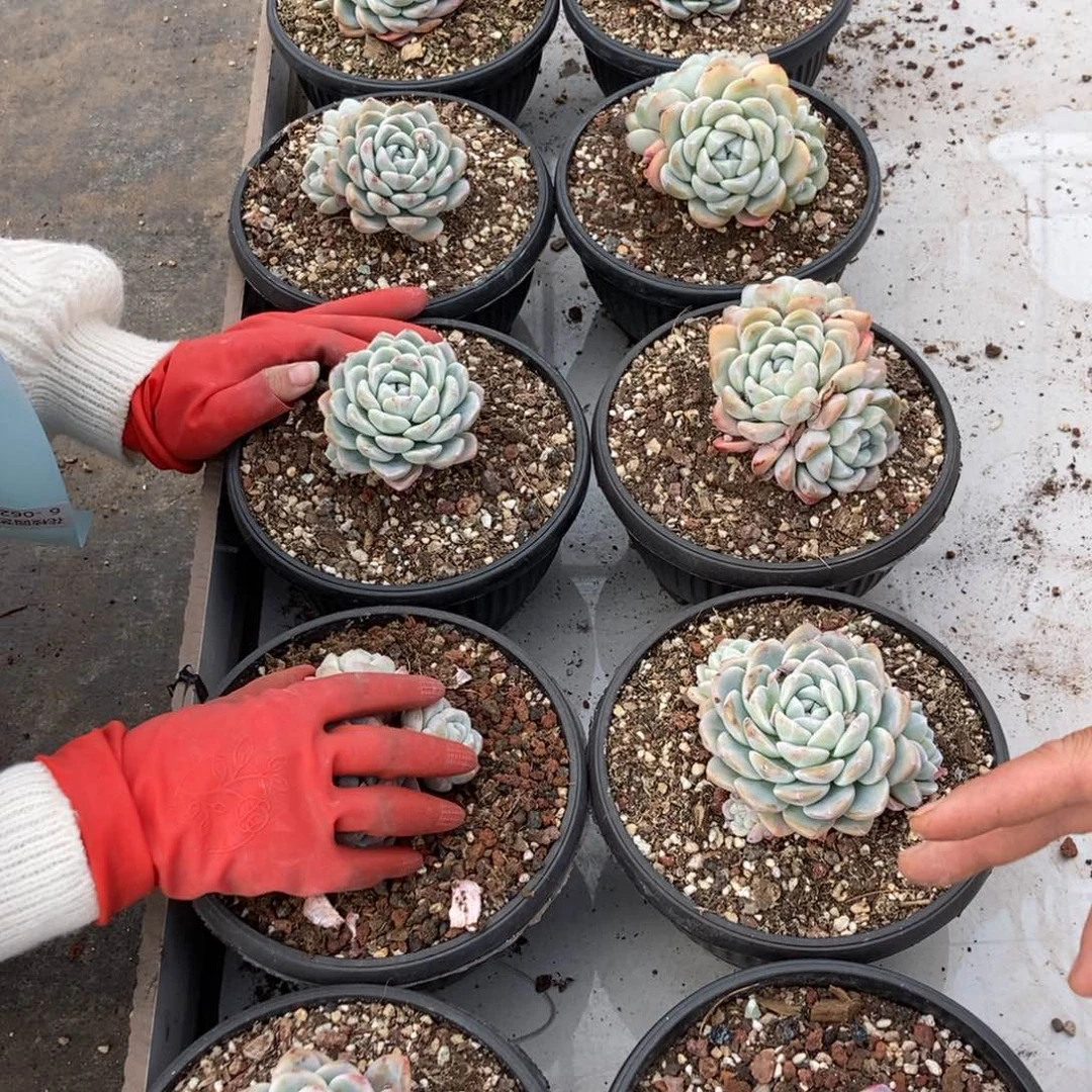 6.69冰玉两颗一组随机发货