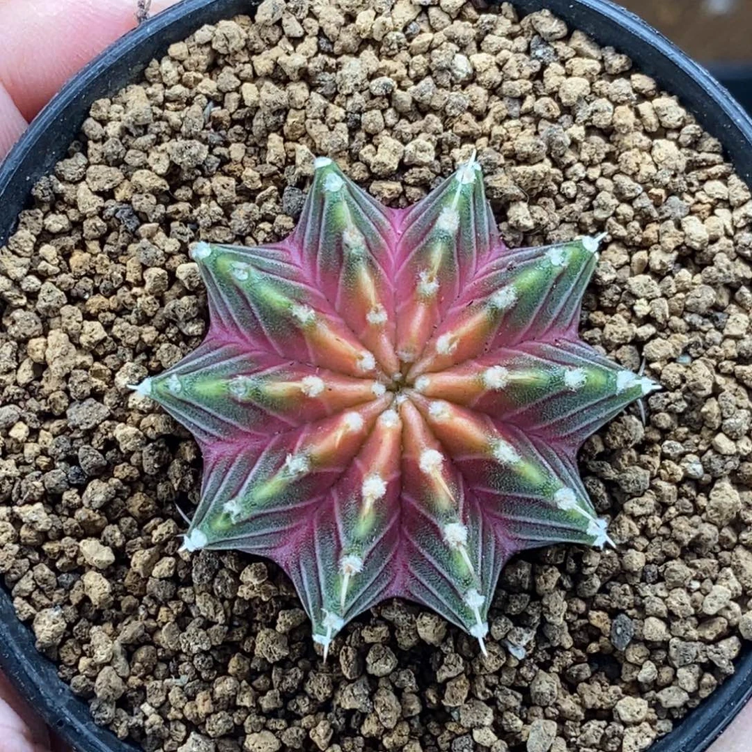 肋骨轮回0000000027