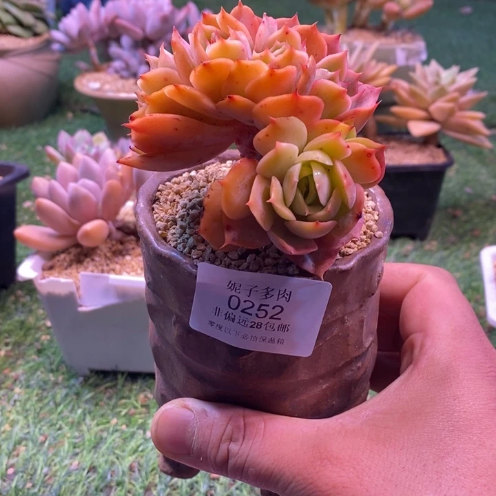 0252啊啊啊啊啊啊啊啊啊啊啊啊啊