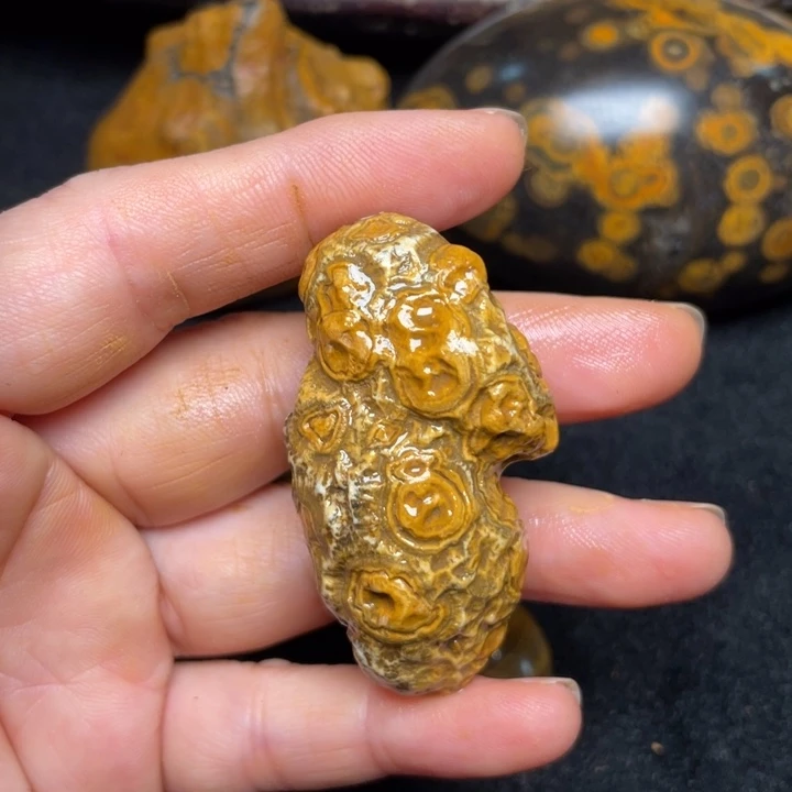 石材九眼页岩钱币石原石42
