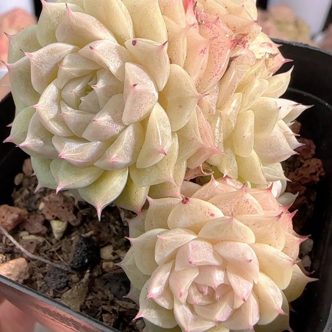 多肉0105-238小魔仙