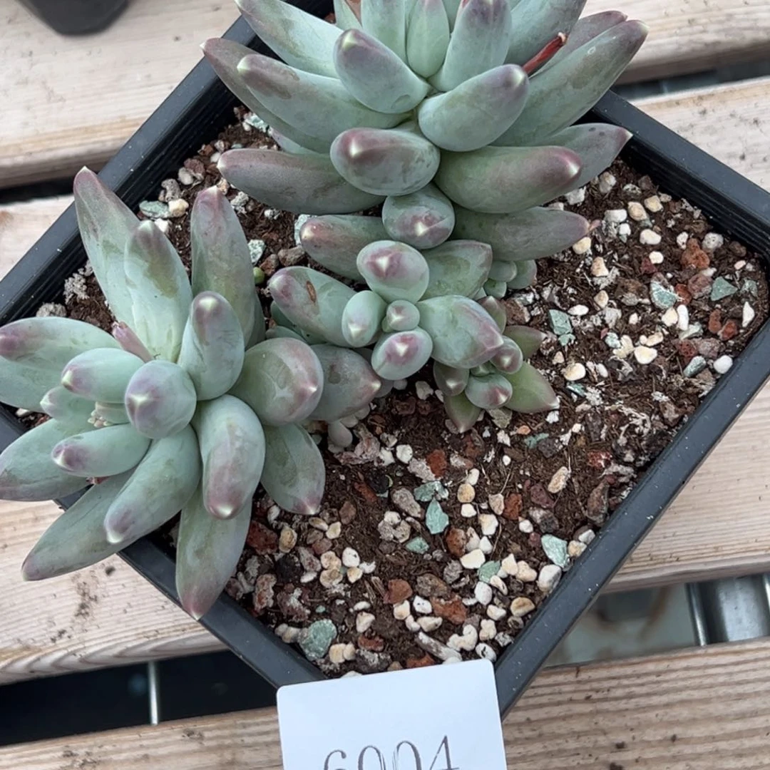 萍*6004肉多么多么多么多么