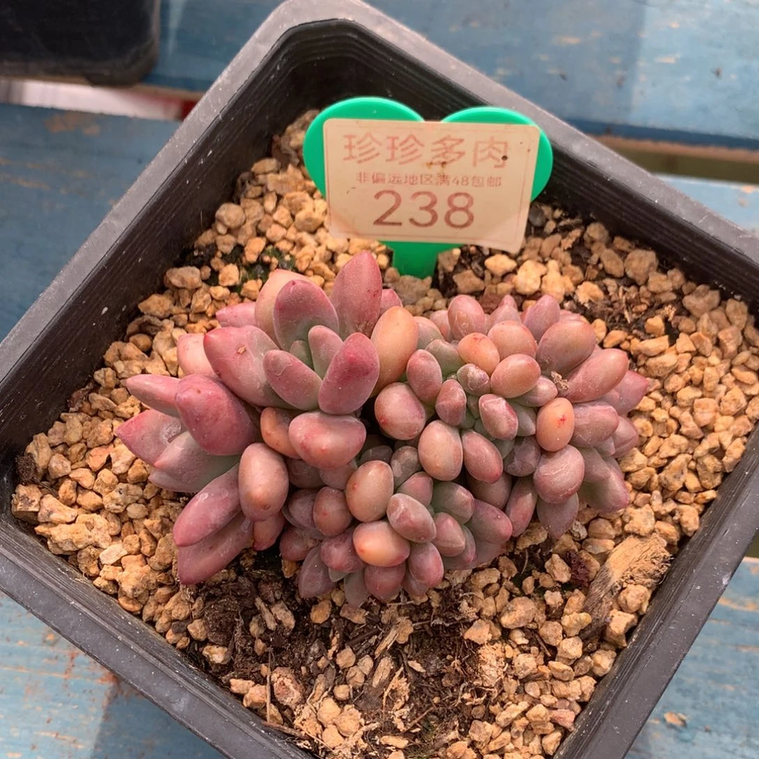 怡***)桃花源缀化一物一拍238