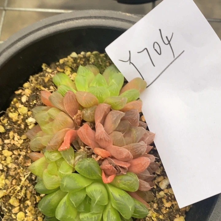 704。苏州玉露锦一颗。 福利。