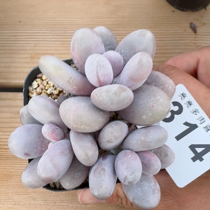 奶酪         精控精养多肉植物