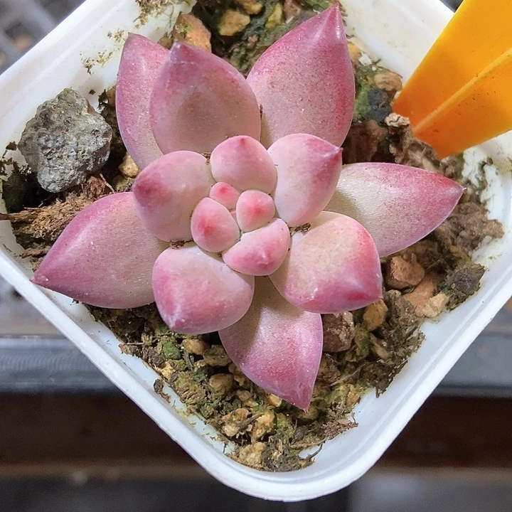 多肉植物金鱼姬6141