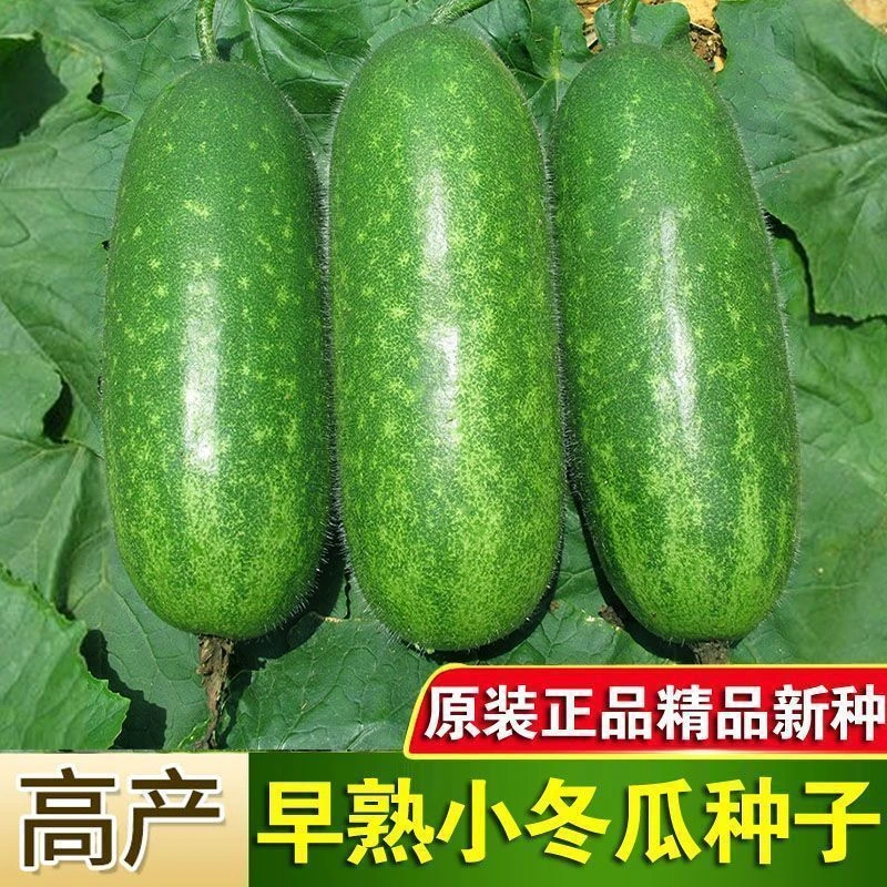 早绿小冬瓜种子阳台庭院爬藤毛节瓜种孑早熟春秋四季高产蔬菜种