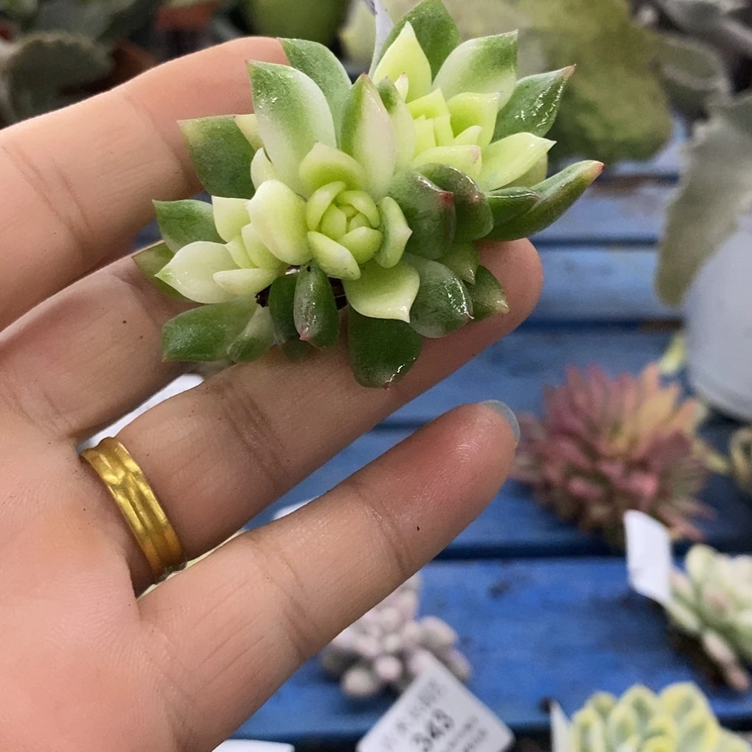 257霜花锦群炸了炸了