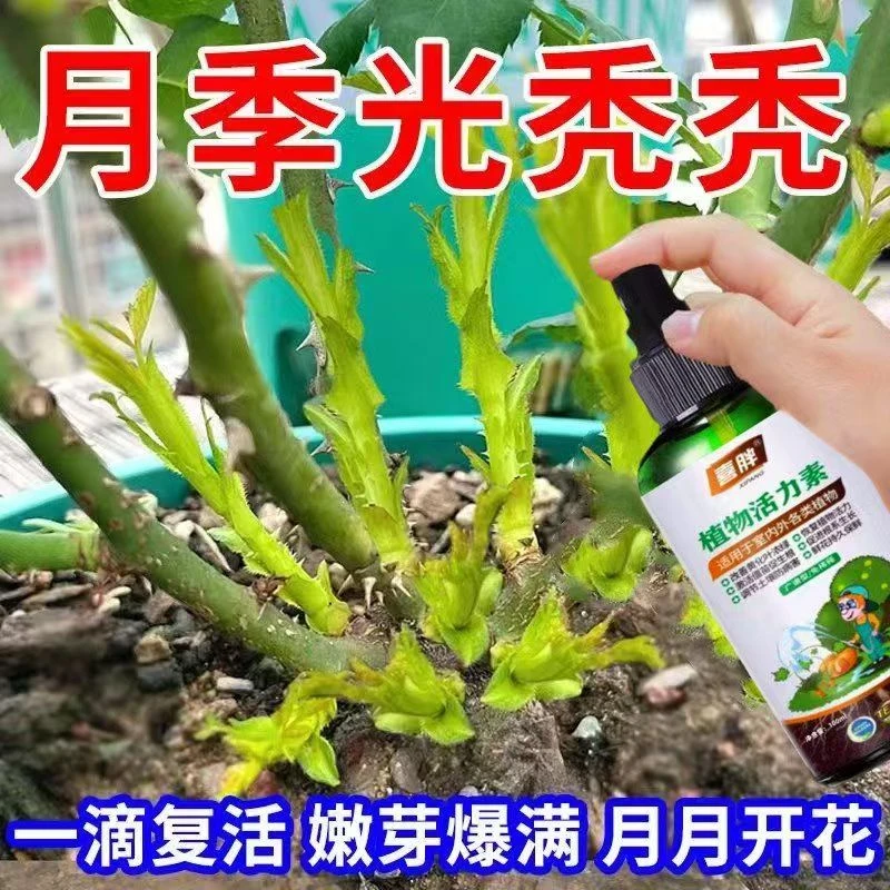 【月月开花】月季玫瑰专用营养液黄叶不开花催花爆花发新芽专用肥