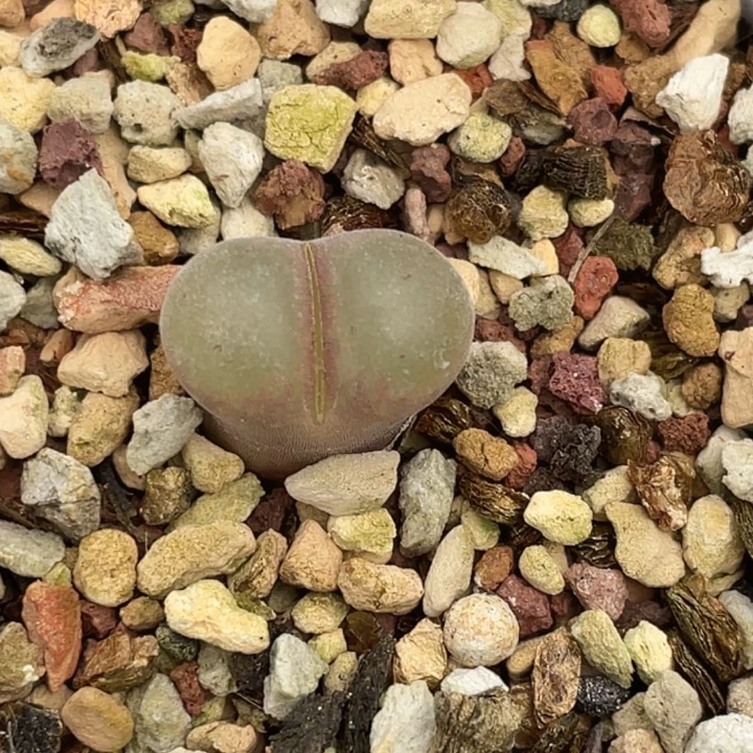 5-91恩东多肉植物