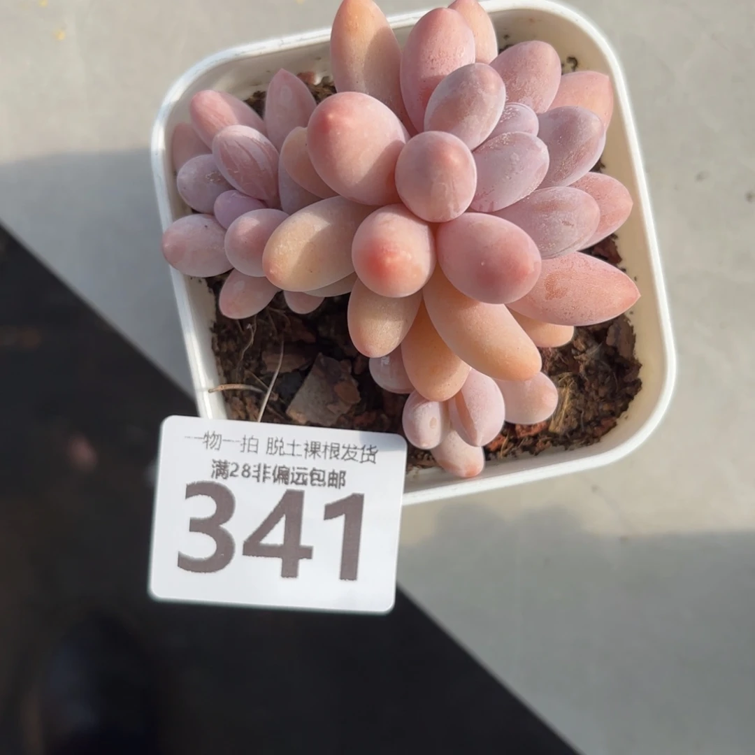 汤圆多肉无盆土发货