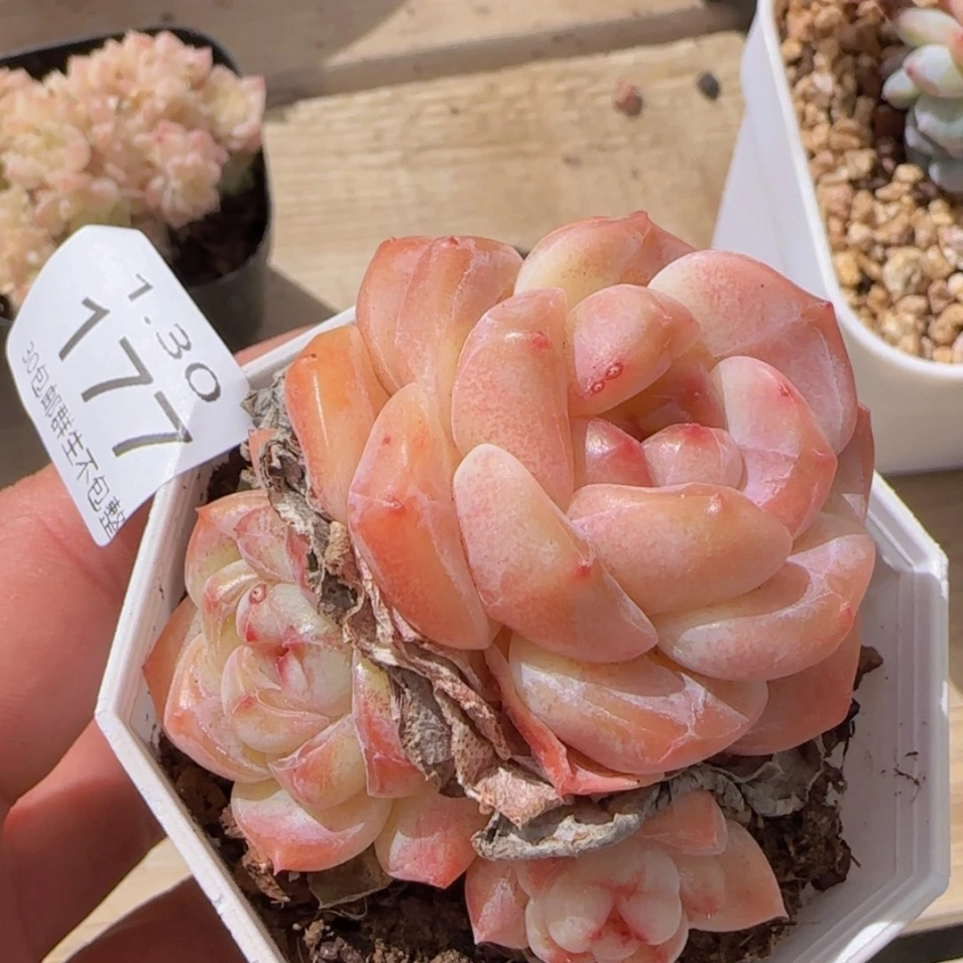 娜*橙太妃糖三头一颗脱土