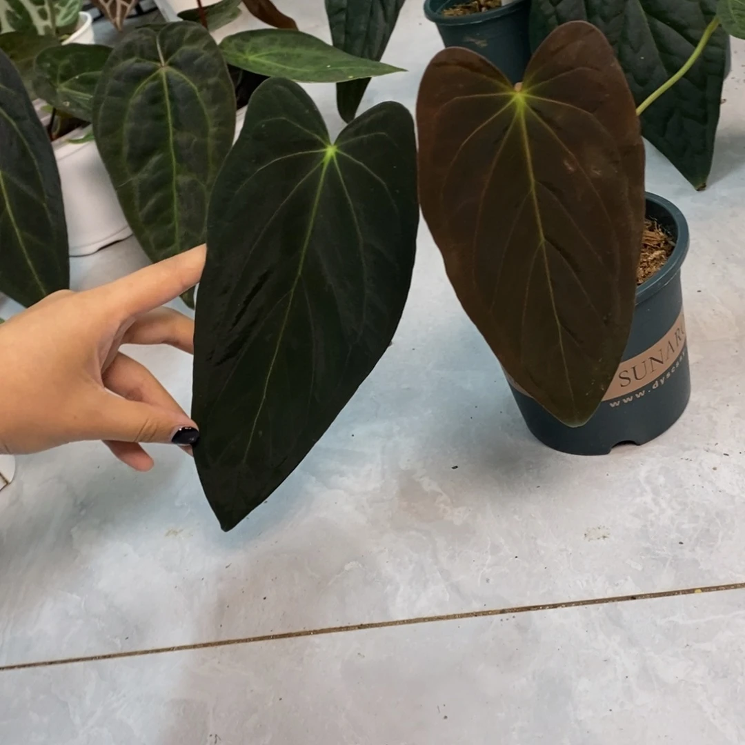 不开花植物papi杂（2颗包邮无售后）