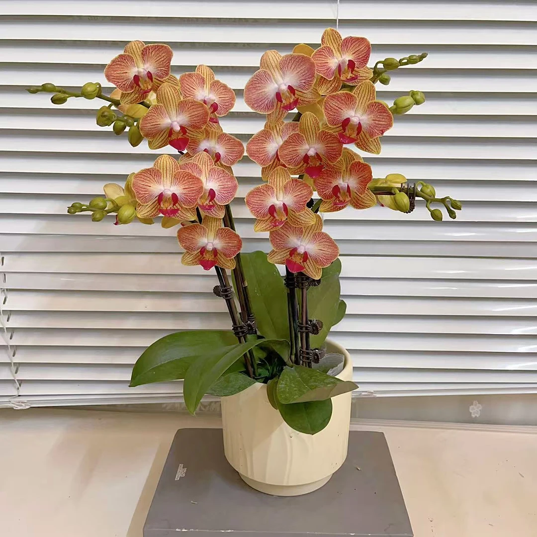 蝴蝶兰【三文鱼】金山 双花剑  稀有品种 带花发货 广州基地直发