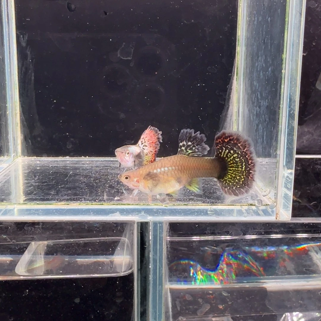 孔雀鱼大背红龙1对