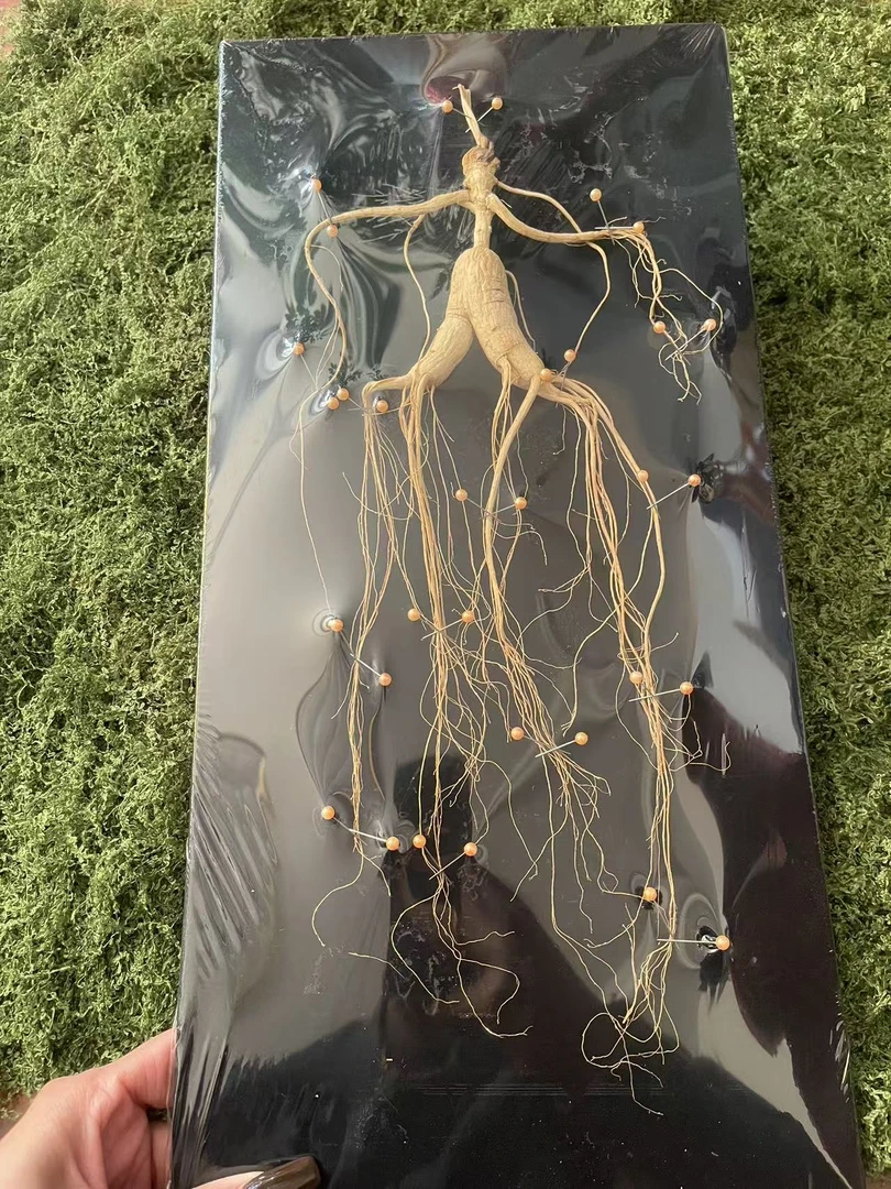 长白山林下参礼盒装佳品送礼炖汤泡水炖汤泡酒人参（实拍如图所得）