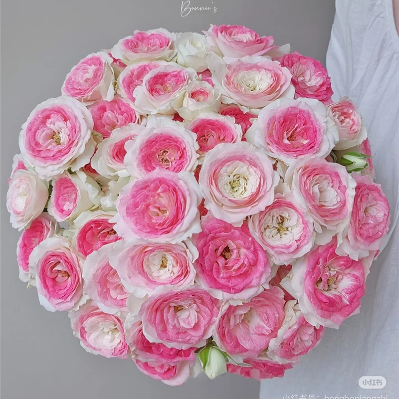 【午夜魔法】多头玫瑰【3单包邮顺丰空运/95%市区次日达】