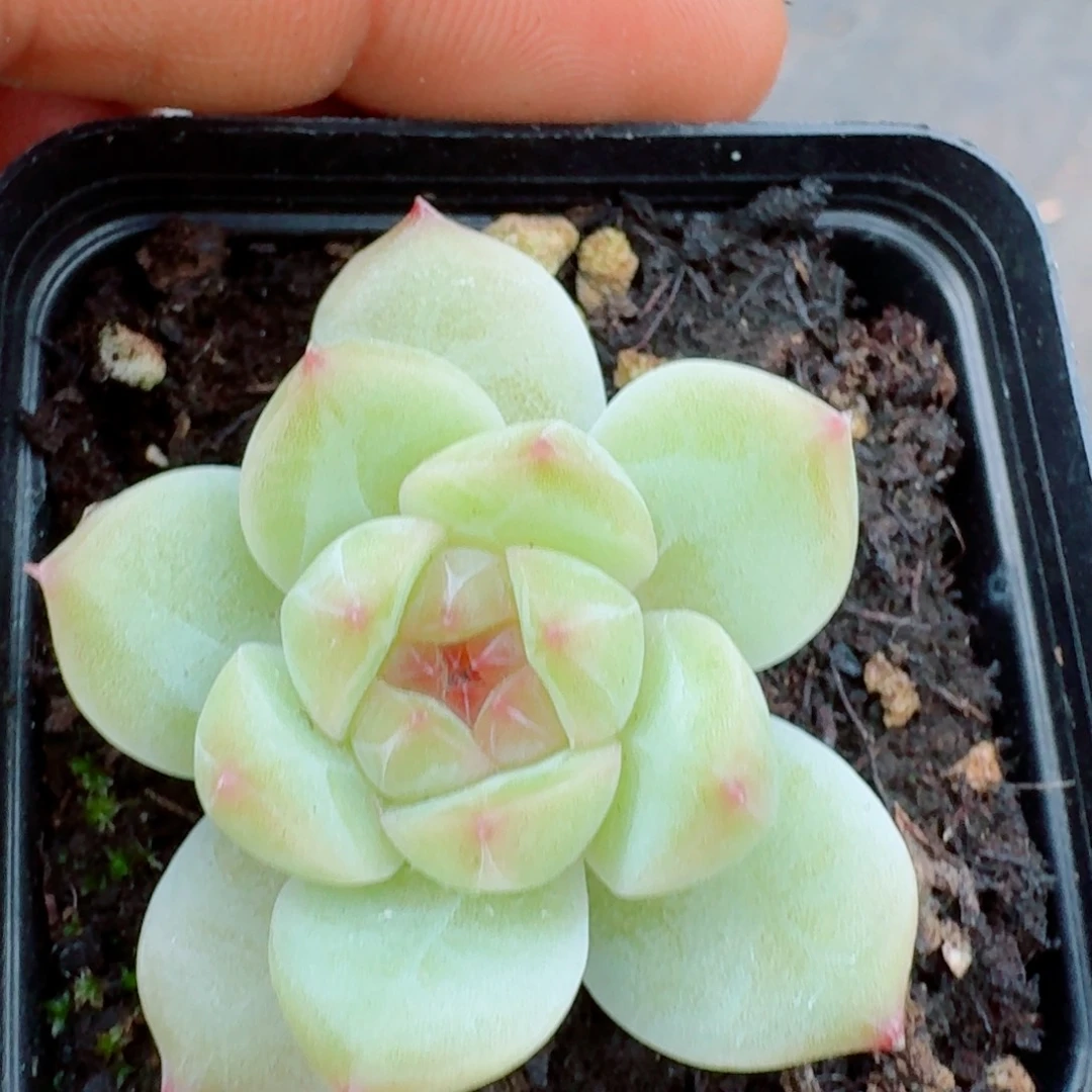 多肉杂交一物一拍30-109