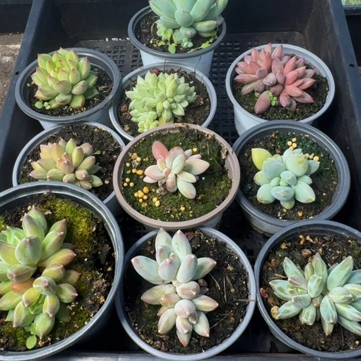 118多肉植物一物一拍