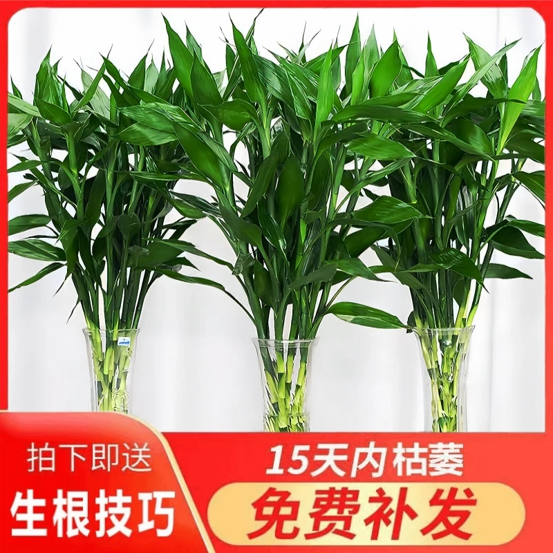 富贵竹水培植物室内客厅转运竹龙竹观音竹办公室桌面绿植四季盆栽