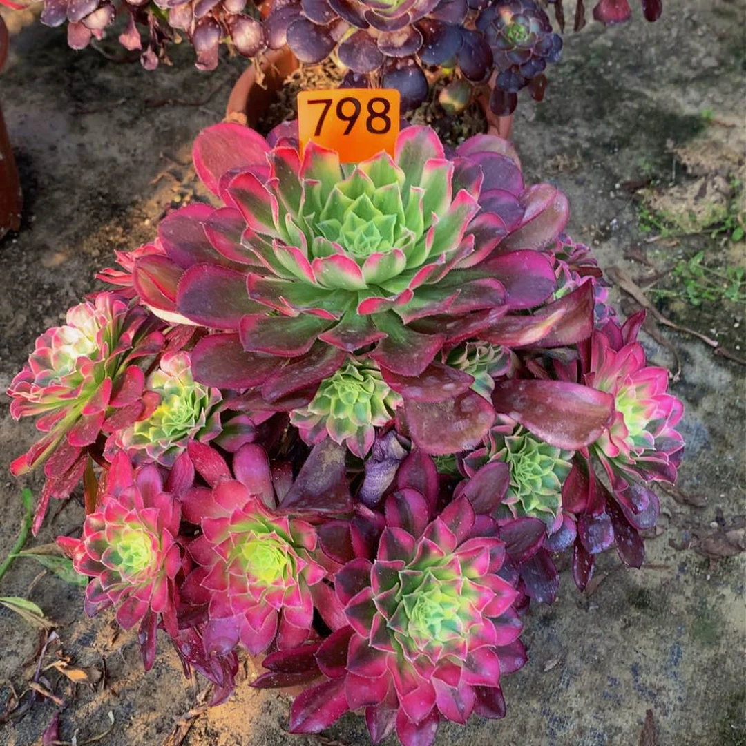 多肉天河嫩桩798