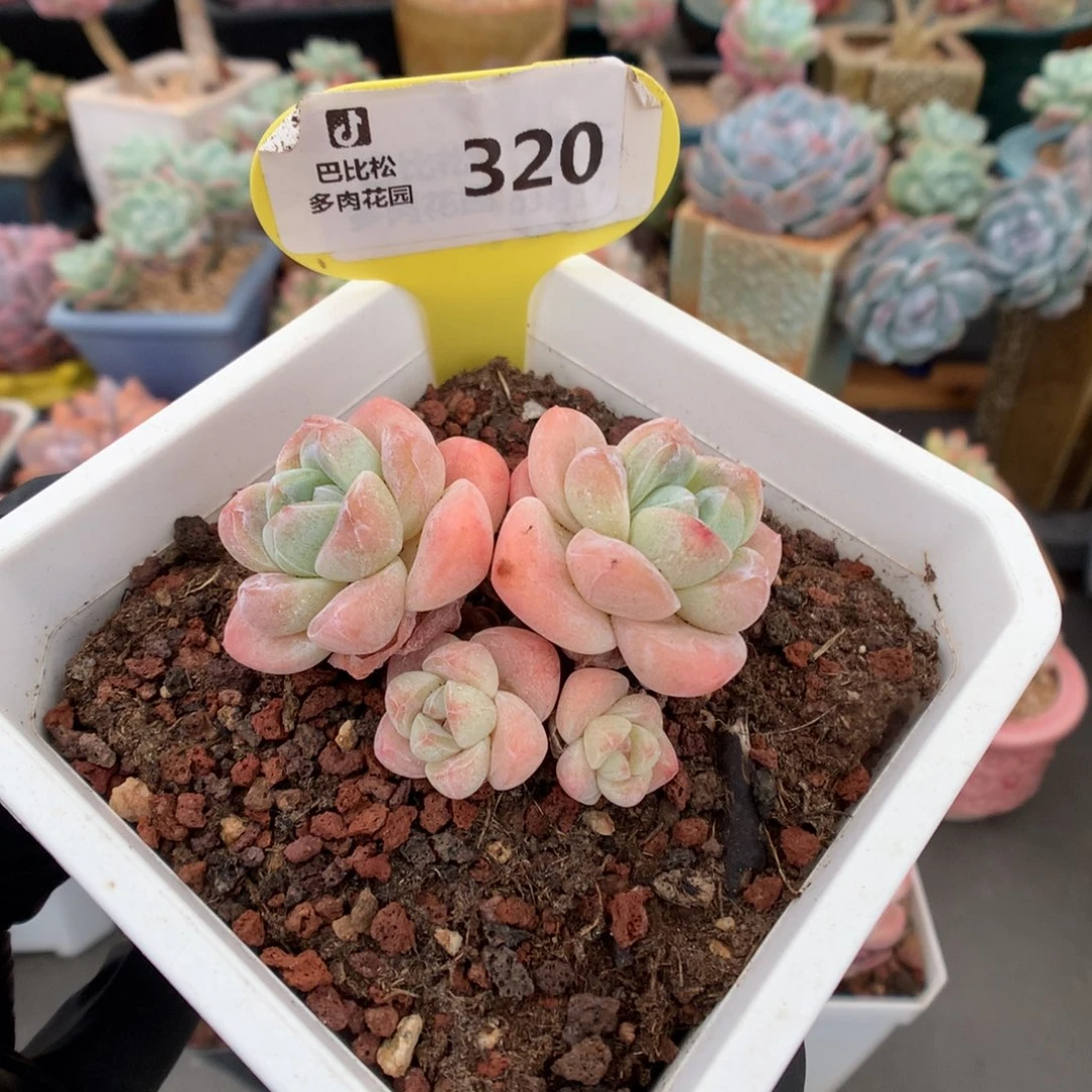 320 开播福利冰玉多肉