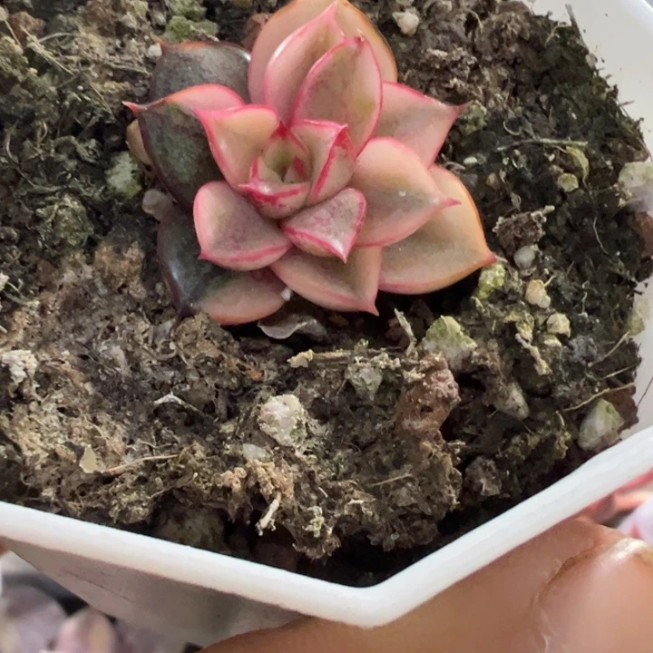 麒麟座锦多肉植物2507