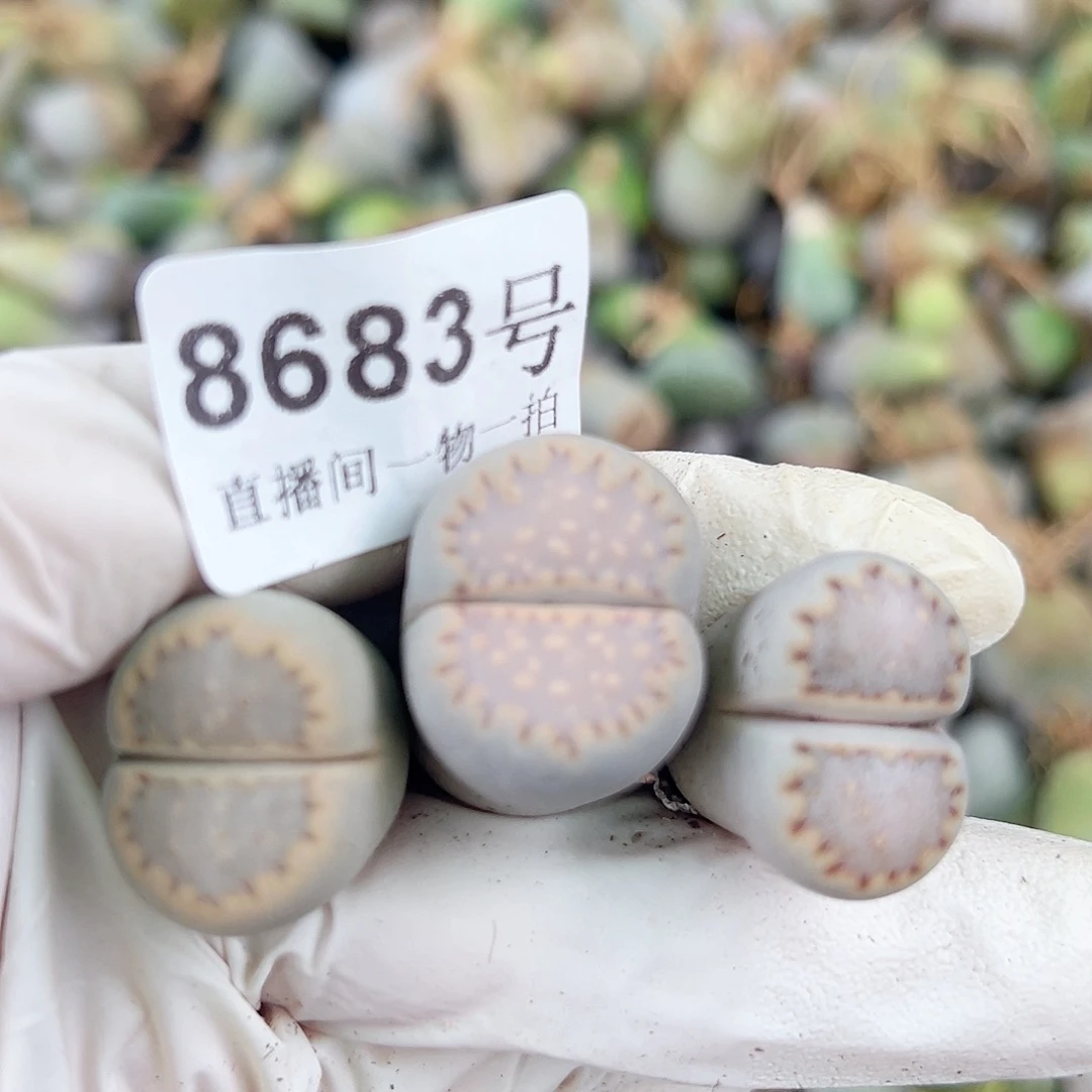 8683四年饼干3个2.2cm左右微徒特价处理