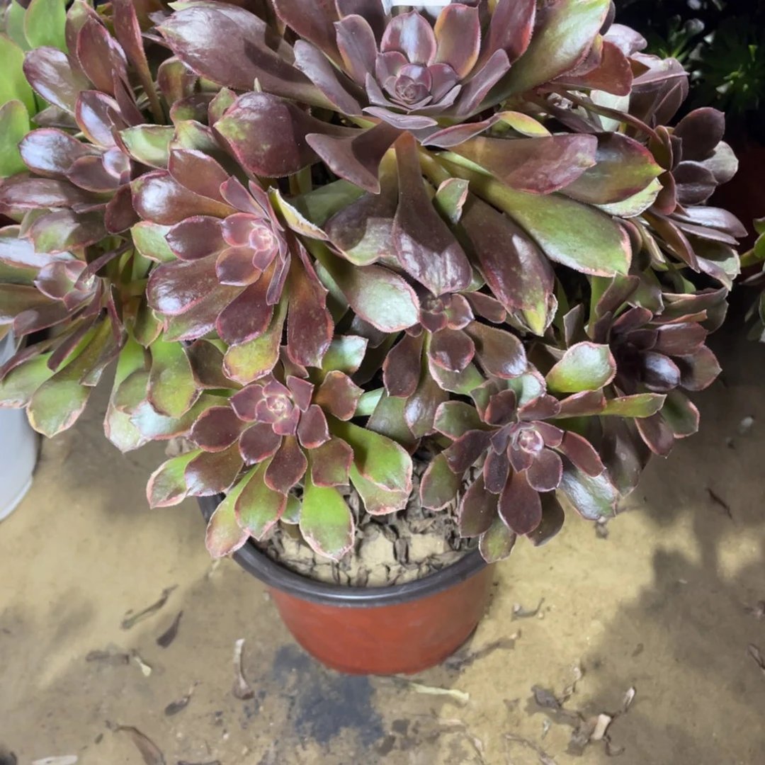 485恶魔多肉法师断枝不包