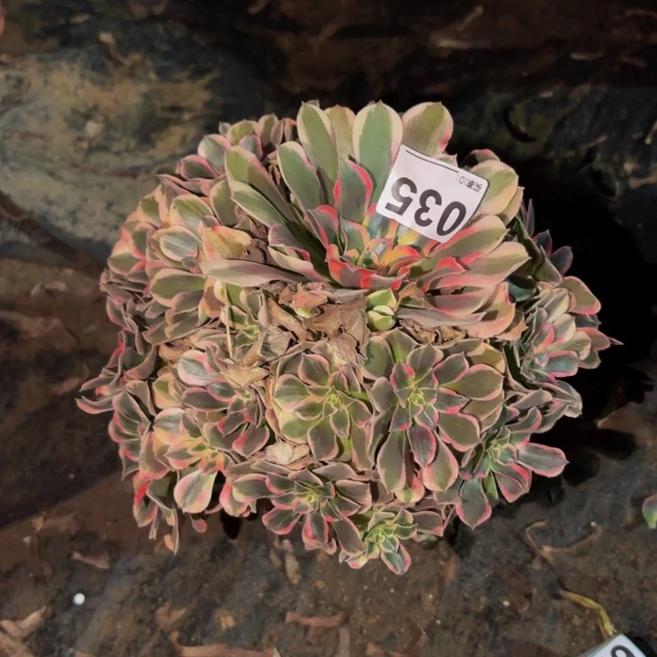 035皇后多肉植物不售后