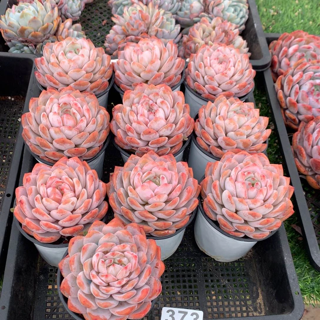 373橙子多肉植物组合